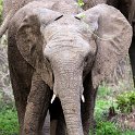 ZMB EAS SouthLuangwa 2016DEC10 KapaniLodge 039 : 2016, 2016 - African Adventures, Africa, Date, December, Eastern, Kapani Lodge, Mfuwe, Month, Places, South Luangwa, Trips, Year, Zambia